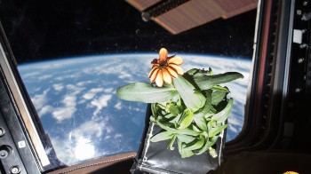 La Nasa lancia un contest per coltivare giardini nello spazio