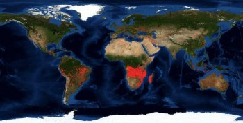 L’Africa sta bruciando più dell’Amazzonia, ma non se ne parla