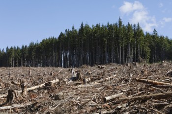 Anche con il riscaldamento globale le estati sarebbero più fresche, se non fosse per la deforestazione…