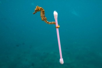 Un mare di plastica! Inquinamento marino da microplastiche, dove sono le isole di spazzatura?
