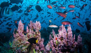 Ascension Island diventa la più grande area marina protetta dell’Oceano Atlantico