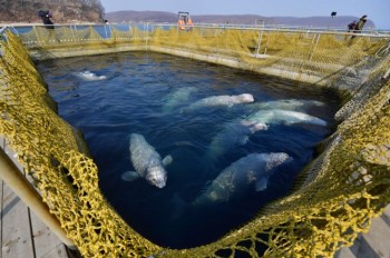 Russia: orche e beluga saranno liberati dal “carcere dei cetacei”