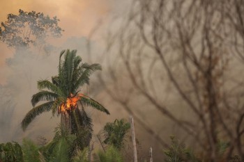 L’Amazzonia continua a bruciare, 265 specie potrebbero scomparire del tutto