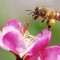 Giornata mondiale delle api, il 40% rischia l’estinzione